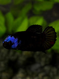 Black Tancho Blue Helmet HMPK Betta Fish Female For Sorority / Breed