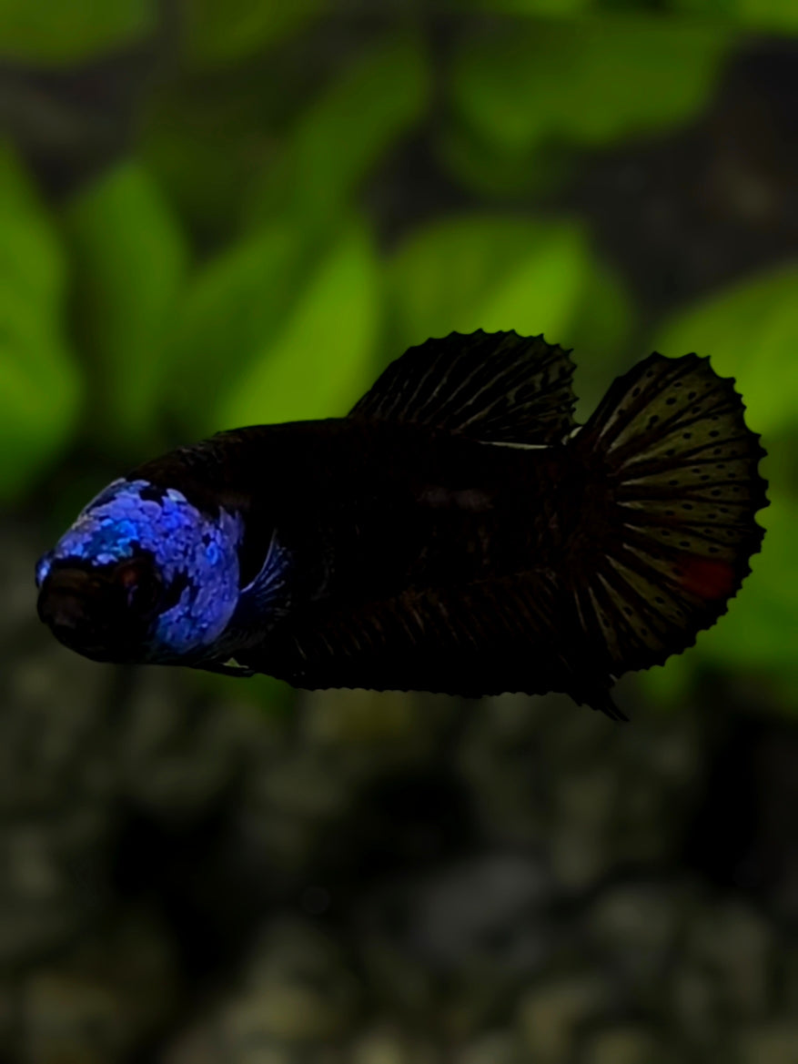 Black Tancho Blue Helmet HMPK Betta Fish Female For Sorority / Breed