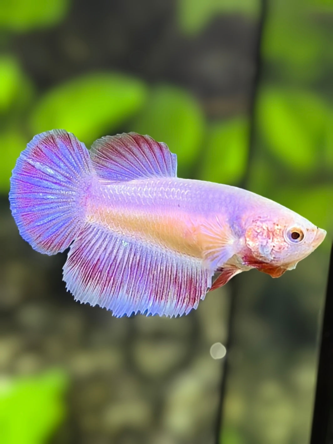 Unicorn Pink Purple Halfmoon Betta Fish Female For Sorority / Breed