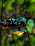 Avatar Blackstar Green HMPK Betta Fish Female For Sorority / Breed