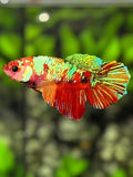 Multicolor Shimmer Green Galaxy Halfmoon Betta Fish Female For Sorority / Breed