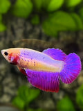 Purple Pink Halfmoon Betta Fish Female For Sorority / Breed
