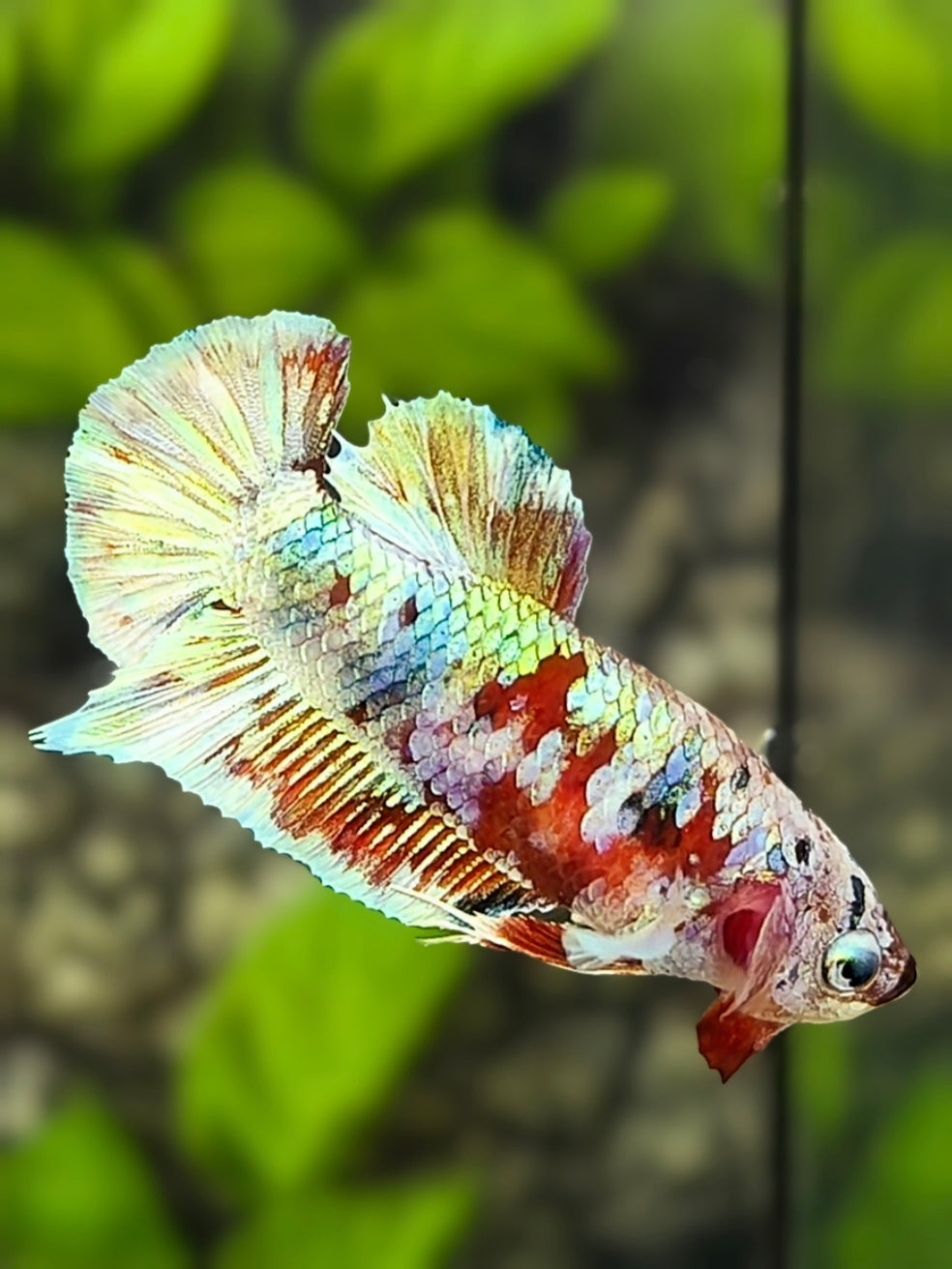 Snow Barongsai HMPK Betta Fish Female For Sorority / Breed