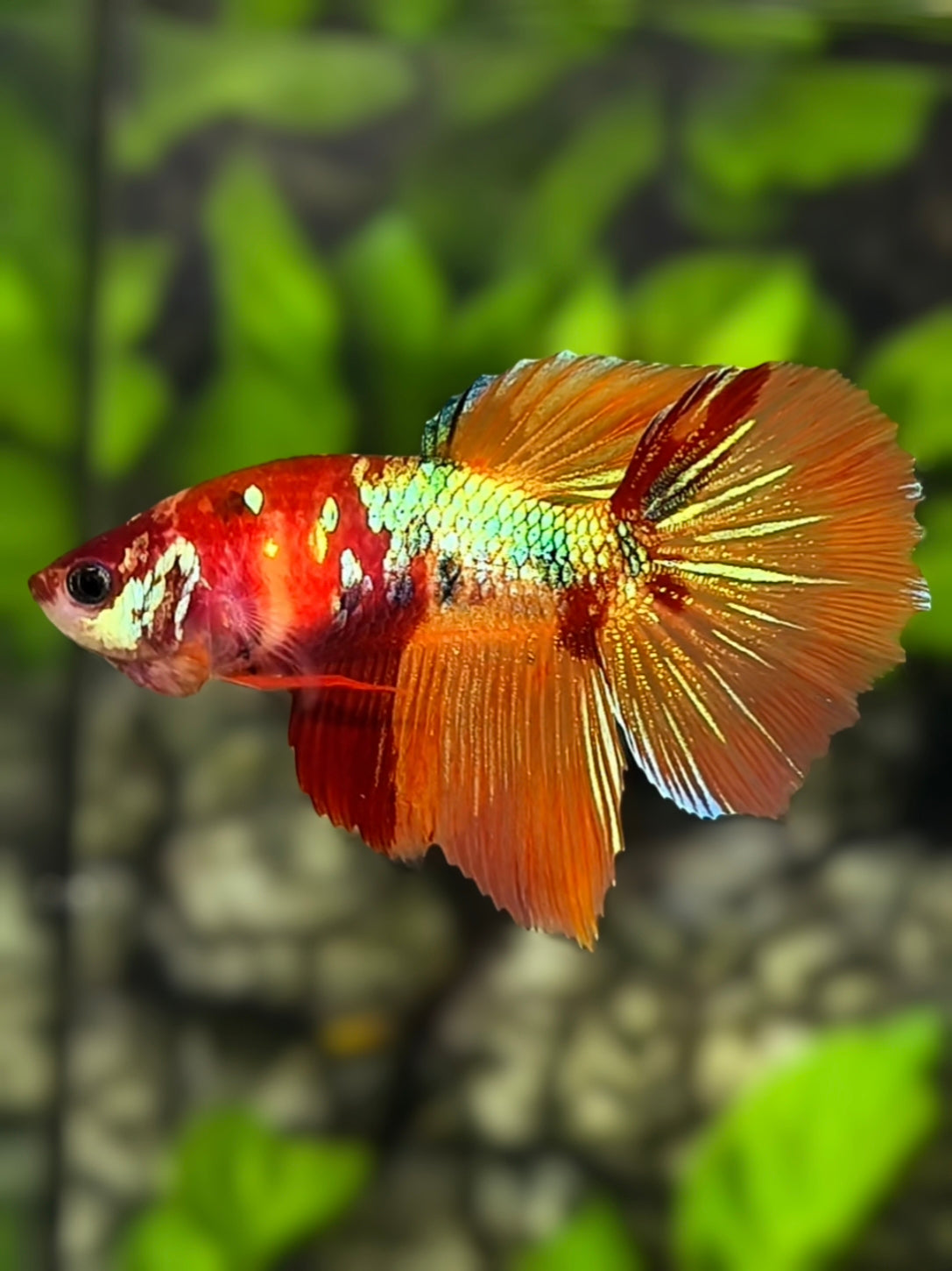Multicolor Nemo Koi Shimmer Gold Green Halfmoon Betta Fish Female For Sorority / Breed