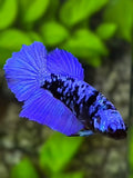 Avatar Royal Blue Halfmoon Betta Fish Female For Sorority / Breed