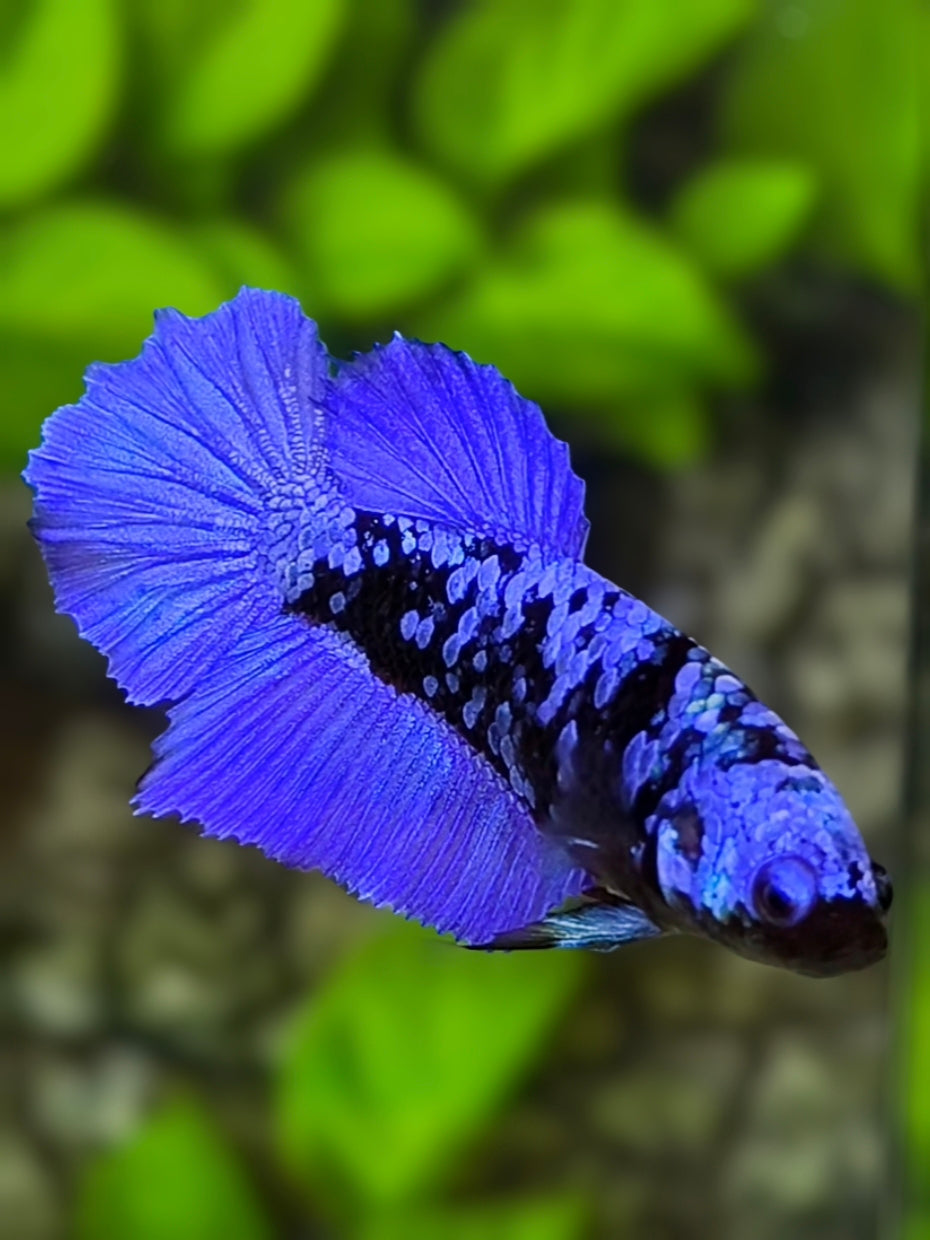 Avatar Royal Blue Halfmoon Betta Fish Female For Sorority / Breed