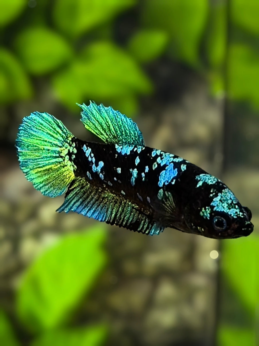 Avatar Blackstar Green HMPK Betta Fish Female For Sorority / Breed