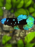 Avatar Blackstar Green Helmet HMPK Betta Fish Female For Sorority / Breed