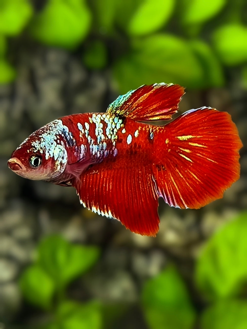 Red Koi Galaxy Halfmoon Betta Fish Female For Sorority / Breed