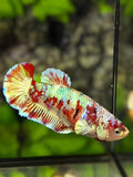 Red Barongsai Gold HMPK Betta Fish Female For Sorority / Breed