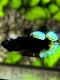 Green Black Light HMPK Betta Fish Female For Sorority / Breed