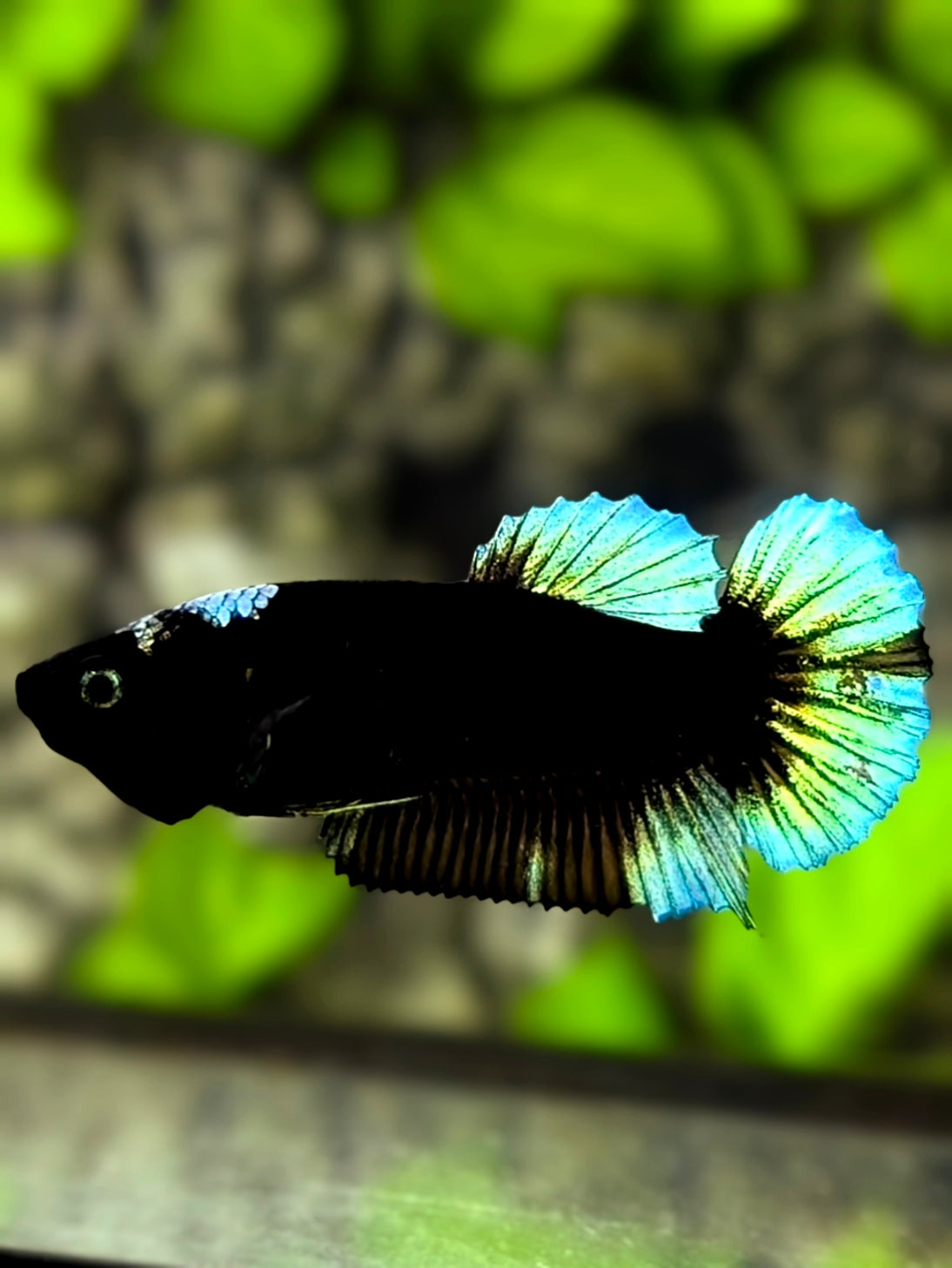 Green Black Light HMPK Betta Fish Female For Sorority / Breed