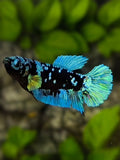 Avatar Blackstar Turquoise HMPK Betta Fish Female For Sorority / Breed