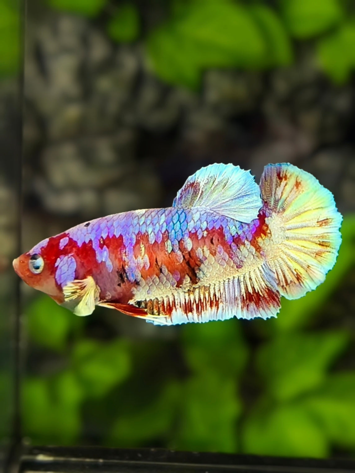Red Barongsai Purple Gold HMPK Betta Fish Female For Sorority / Breed