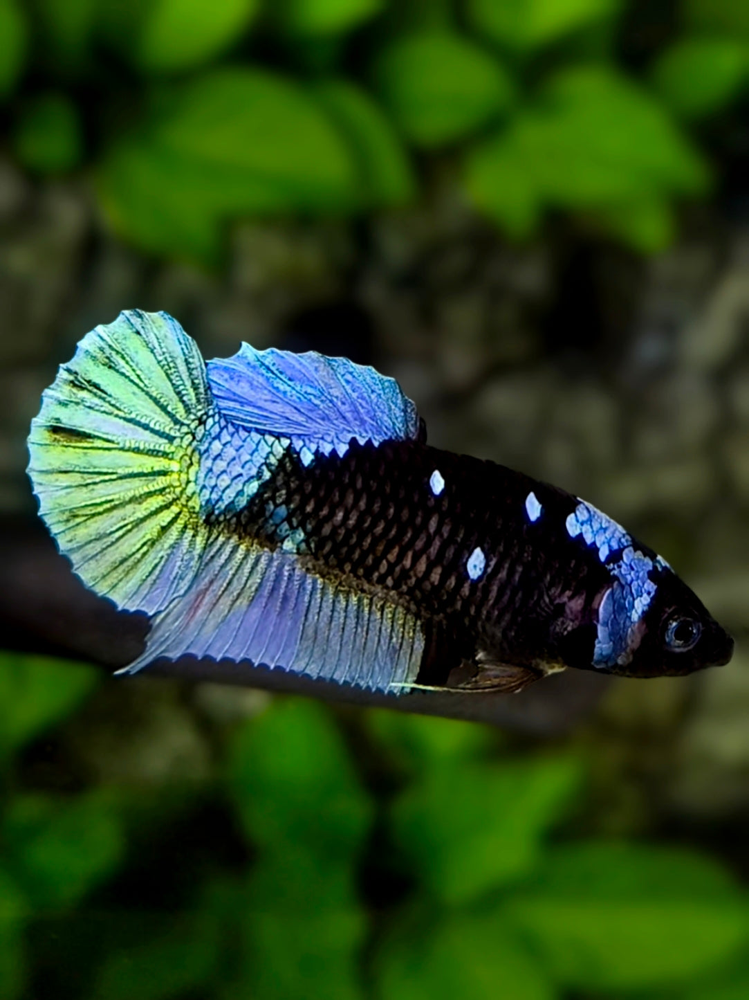 Avatar Blackstar Green Grey HMPK Betta Fish Female For Sorority / Breed