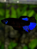 Black Light Royal Blue HMPK Betta Fish Female For Sorority / Breed