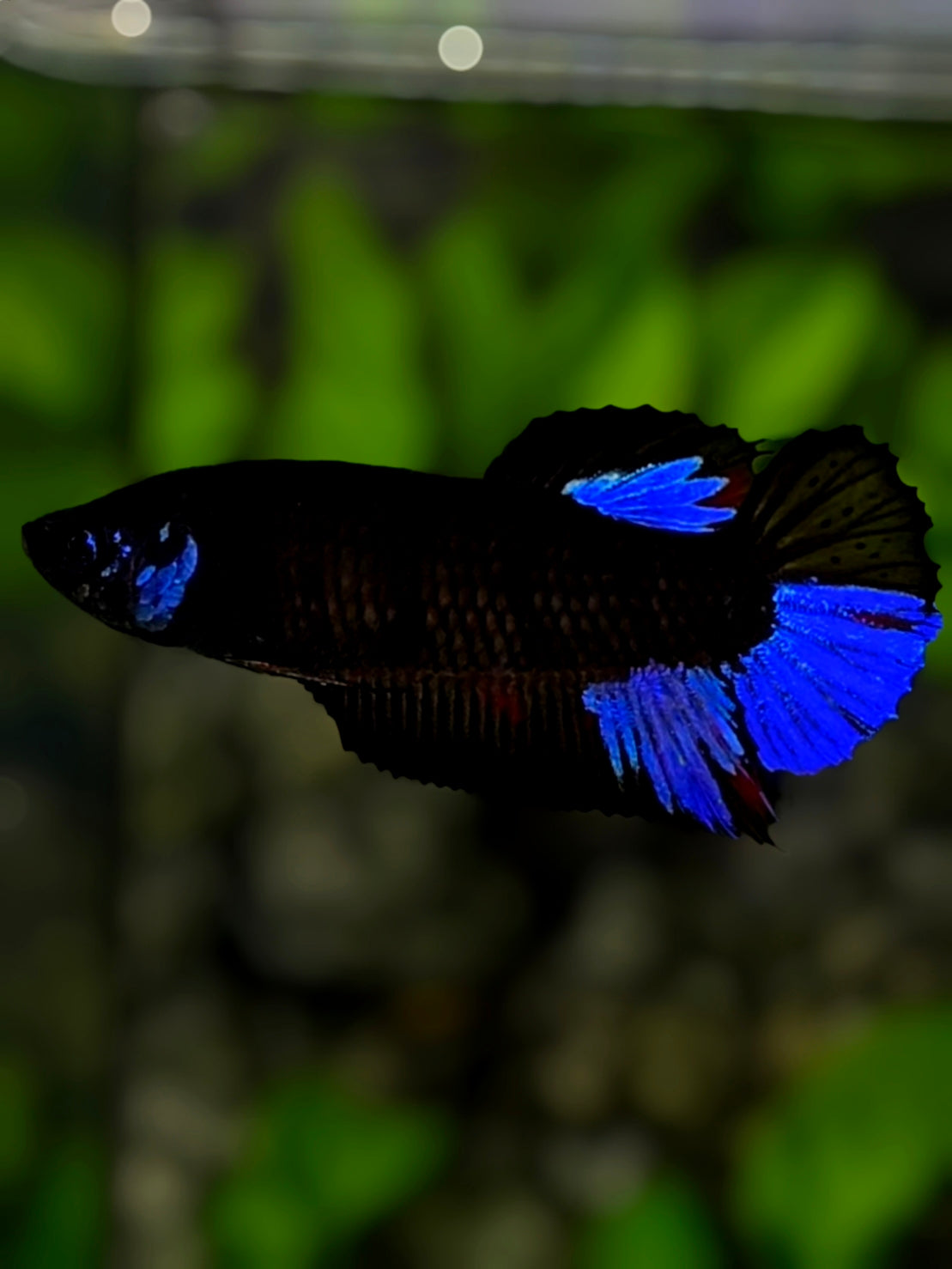 Black Light Royal Blue HMPK Betta Fish Female For Sorority / Breed