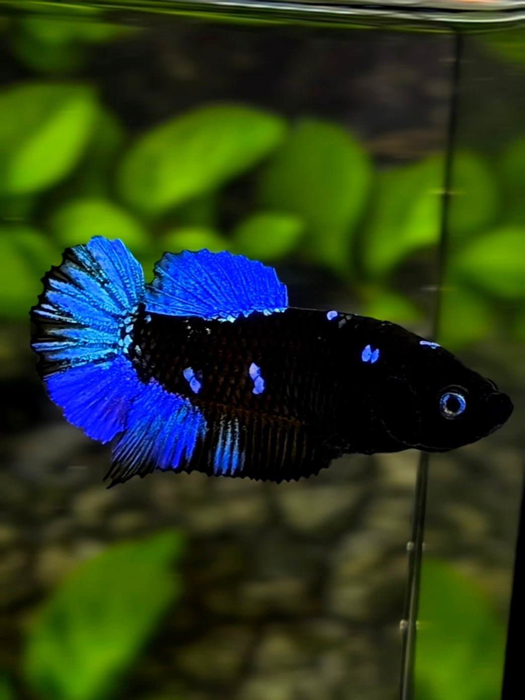 Blue Eyes Avatar Blackstar Blue HMPK Betta Fish Female For Sorority / Breed