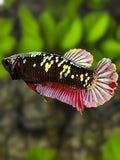 Avatar Blackstar Red Copper HMPK Betta Fish Female For Sorority / Breed