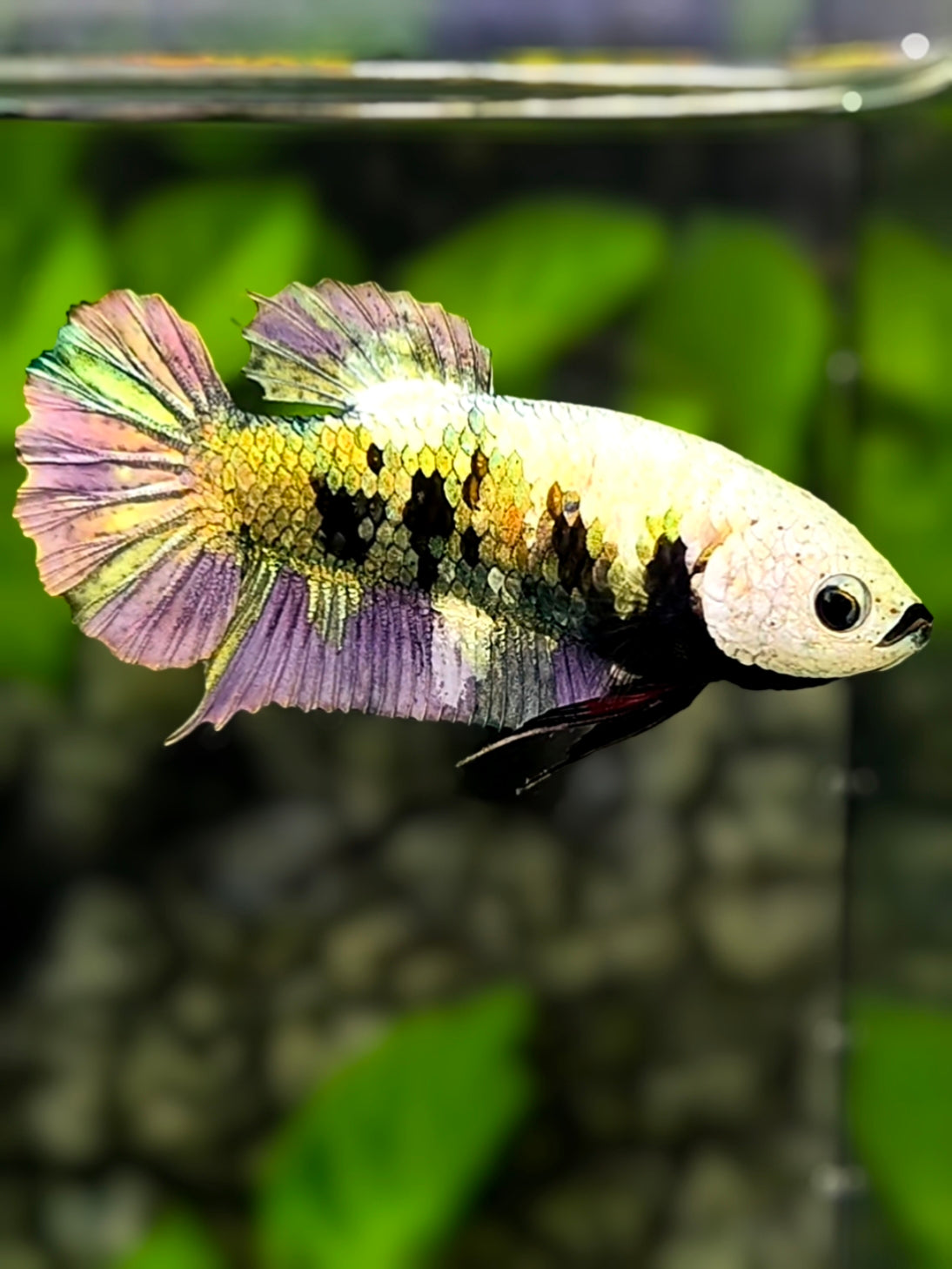 Black Lips Avatar White Copper Green Purple HMPK Betta Fish Female For Sorority / Breed