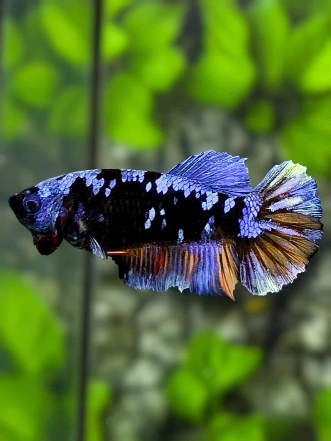 Avatar Blackstar Grey Nemo Variation HMPK Betta Fish Female For Sorority / Breed