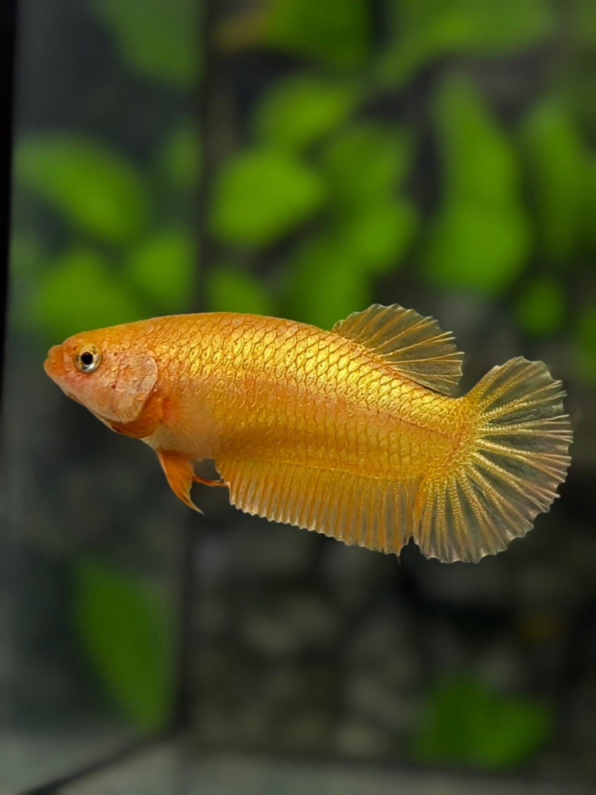 Solid Super Gold 24K HMPK Betta Fish Female For Sorority / Breed