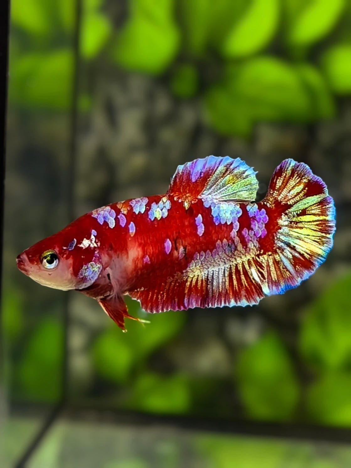 Red Purple Gold Galaxy HMPK Betta Fish Female For Sorority / Breed