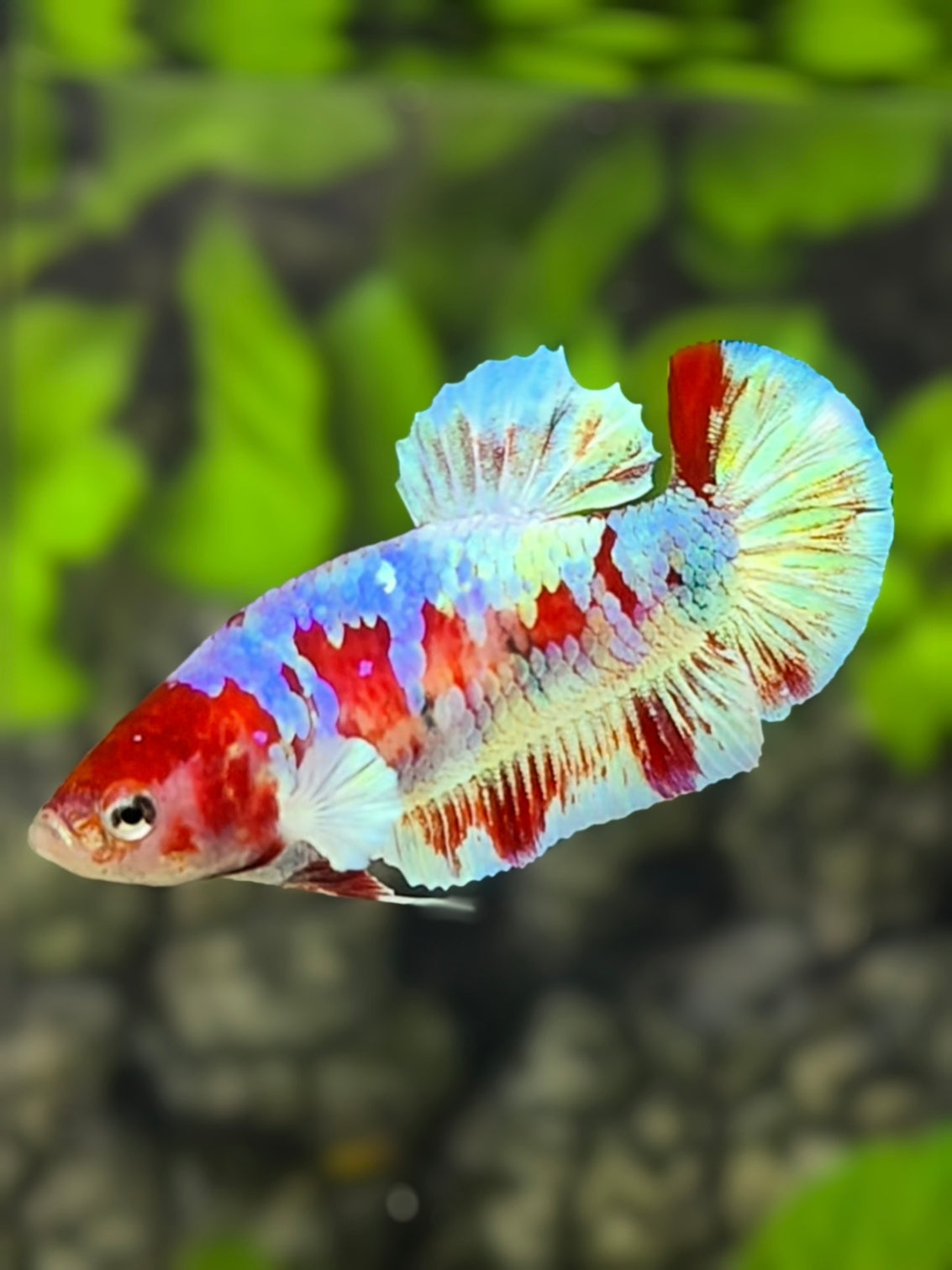 Red Barongsai HMPK Betta Fish Female For Sorority / Breed