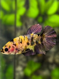 Yellow Koi Copper Purple Galaxy HMPK Betta Fish Female For Sorority / Breed #YKG