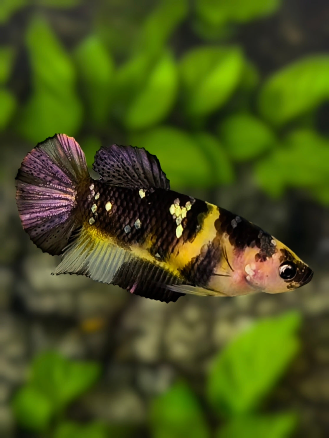 Yellow Koi Tiger Copper Galaxy HMPK Betta Fish Female For Sorority / Breed #YKG