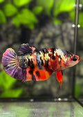 Multicolor Nemo Copper Purple Galaxy HMPK Betta Fish Female For Sorority / Breed