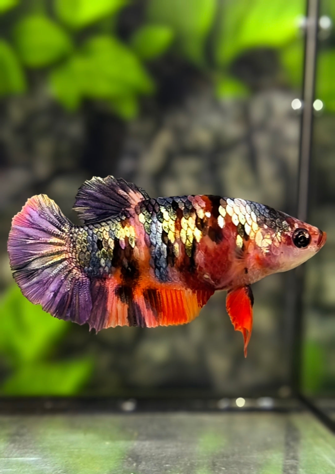 Multicolor Nemo Copper Purple Galaxy HMPK Betta Fish Female For Sorority / Breed