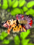 Multicolor Candy Copper Tiger Galaxy HMPK Betta Fish Female For Sorority / Breed
