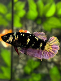 Avatar Black Panther Copper Purple Gold HMPK Betta Fish Female For Sorority / Breed