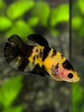 Yellow Bumble Bee HMPK Betta Fish Female For Sorority / Breed