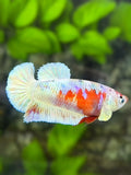 Snow Barongsai HMPK Betta Fish Female For Sorority / Breed