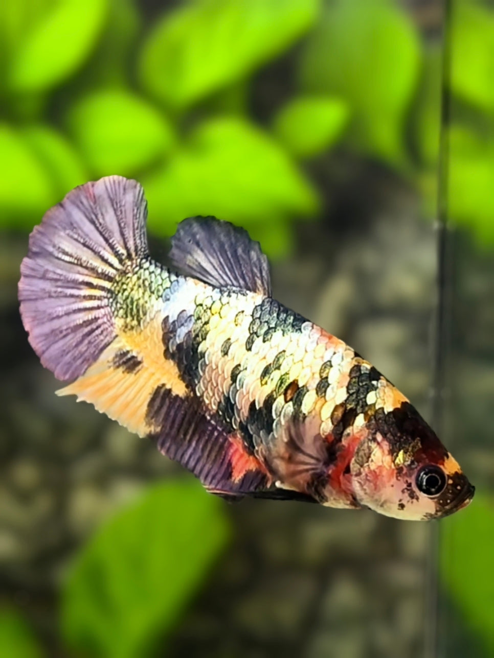 Multicolor Copper Purple Green Candy HMPK Betta Fish Female For Sorority / Breed