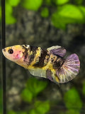 Yellow Koi Copper Galaxy HMPK Betta Fish Female For Sorority / Breed #YKG