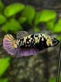 Avatar Copper Purple HMPK Betta Fish Female For Sorority / Breed