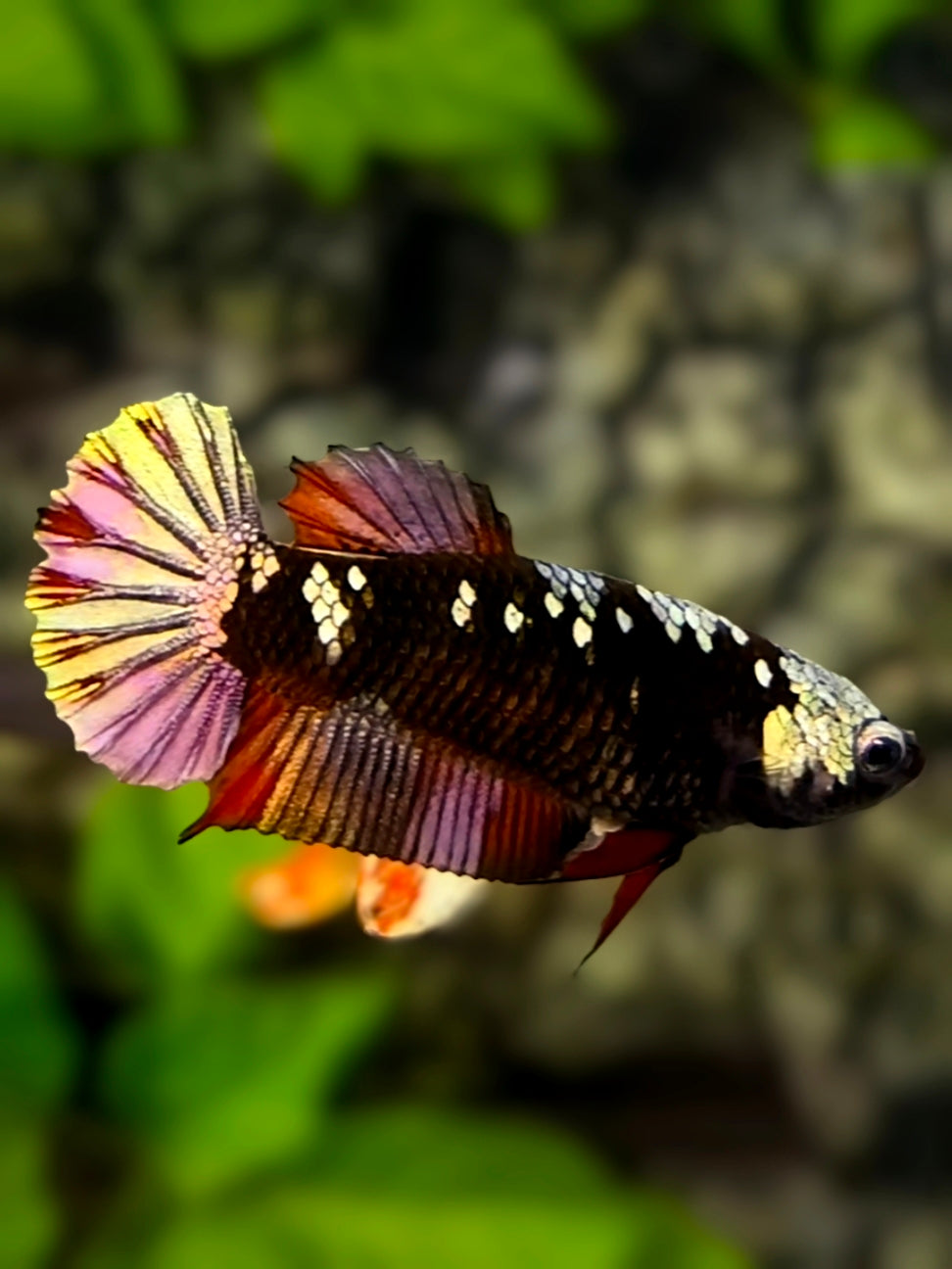 Avatar Blackstar Red Copper Gold HMPK Betta Fish Female For Sorority / Breed