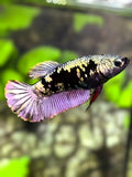 Avatar Copper Purple HMPK Betta Fish Female For Sorority / Breed