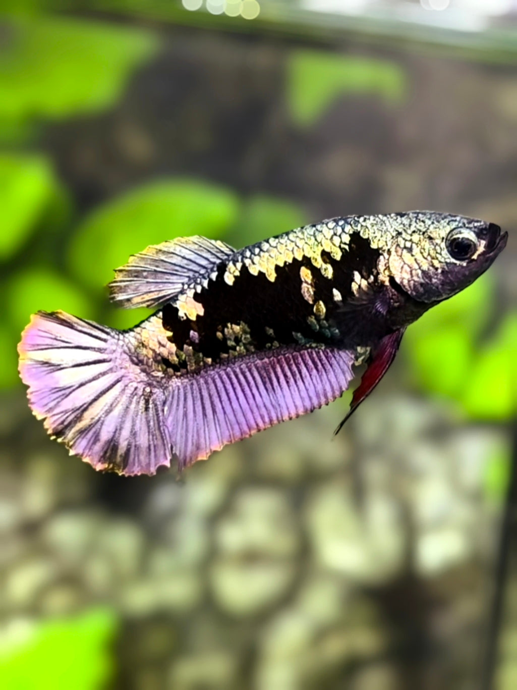 Avatar Copper Purple HMPK Betta Fish Female For Sorority / Breed