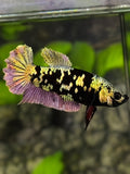 Avatar Copper Gold HMPK Betta Fish Female For Sorority / Breed