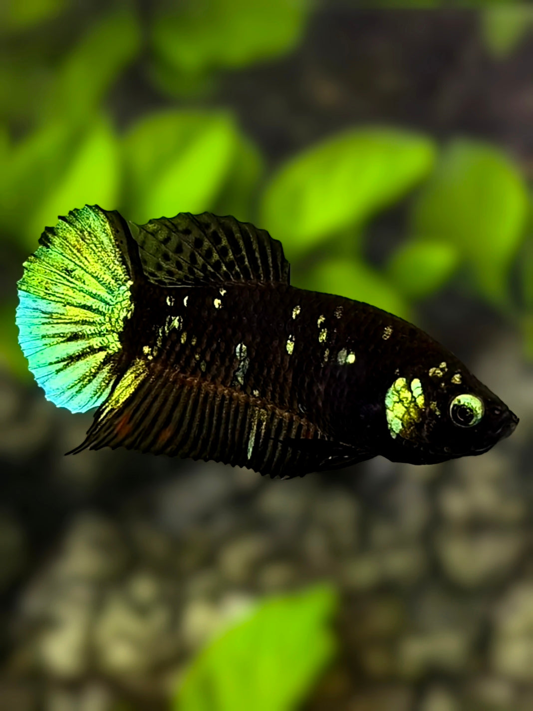 Avatar Blackstar Green HMPK Betta Fish Female For Sorority / Breed