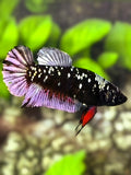 Avatar Blackstar Copper Purple HMPK Betta Fish Female For Sorority / Breed