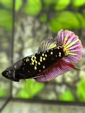 Avatar Blackstar Red Copper Gold HMPK Betta Fish Female For Sorority / Breed