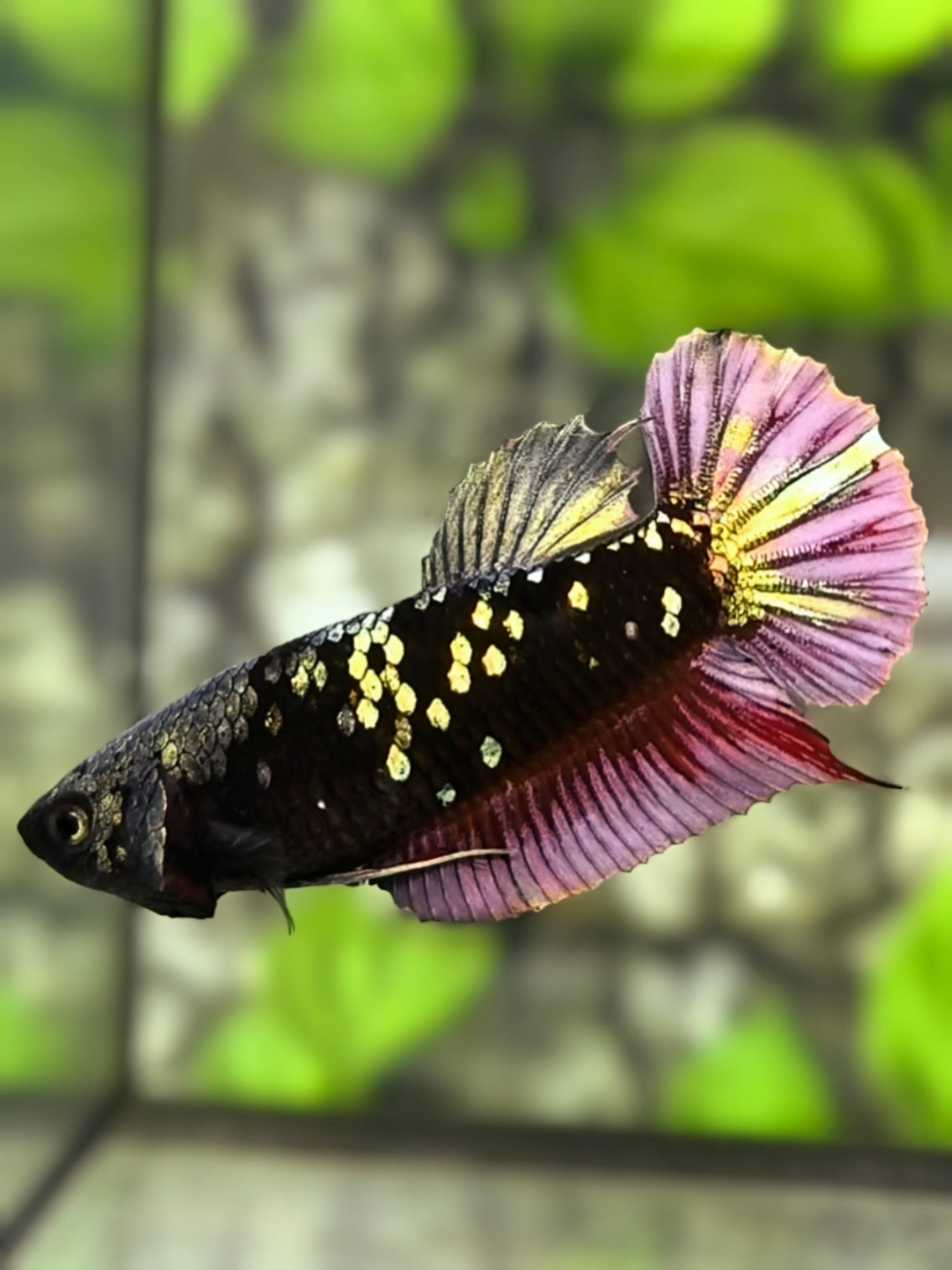 Avatar Blackstar Red Copper Gold HMPK Betta Fish Female For Sorority / Breed