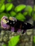 Avatar Black Panther Copper Purple HMPK Betta Fish Female For Sorority / Breed