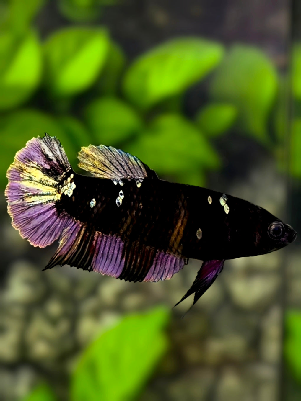 Avatar Black Panther Copper Purple HMPK Betta Fish Female For Sorority / Breed