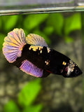 Avatar Black Panther Purple Copper Gold HMPK Betta Fish Female For Sorority / Breed